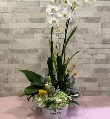 Arreglo orquidea blanca
