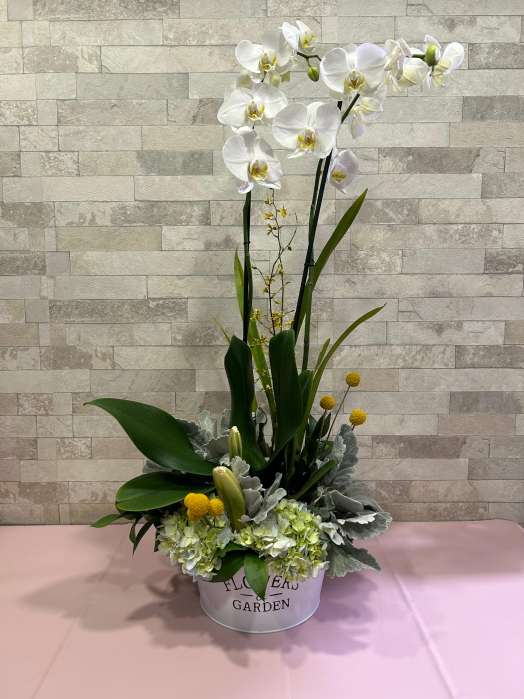 Arreglo orquidea blanca