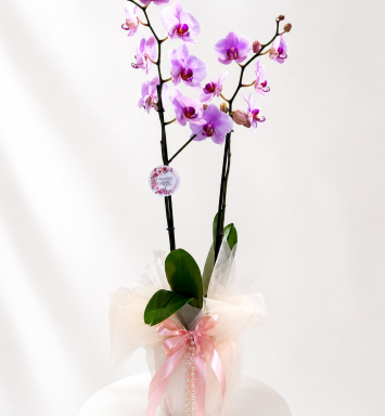 Amor en orquídea